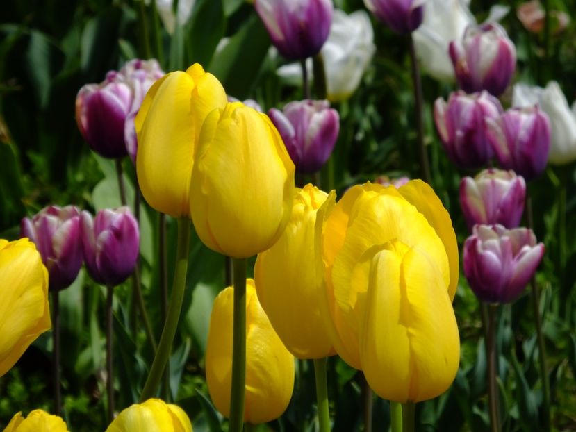  - 2017_04_Aprilie II