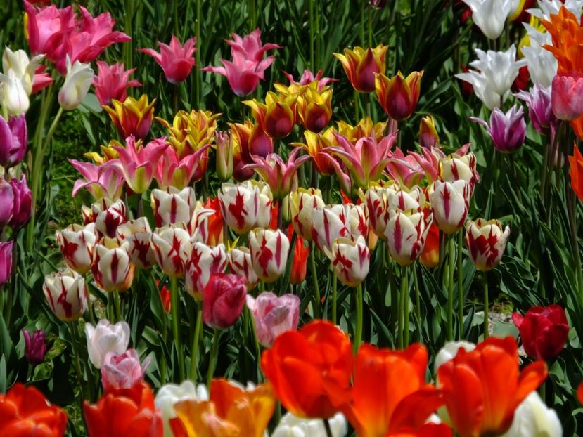  - 2017_04_Aprilie II