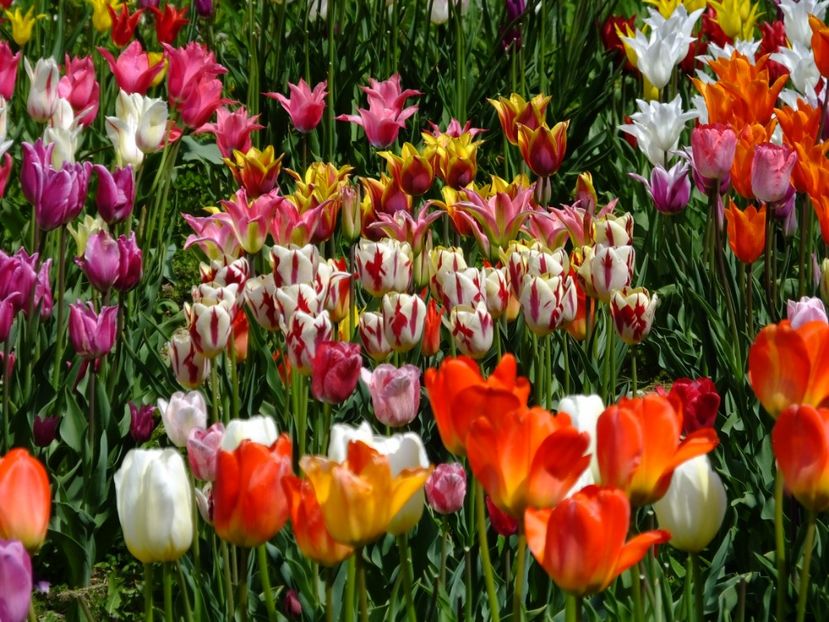  - 2017_04_Aprilie II