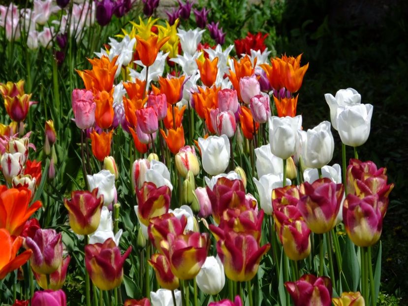  - 2017_04_Aprilie II