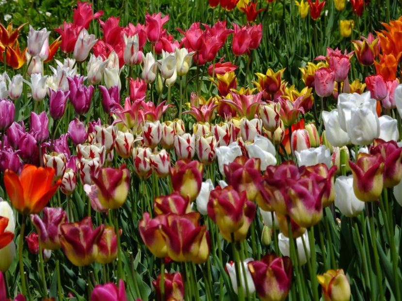  - 2017_04_Aprilie II