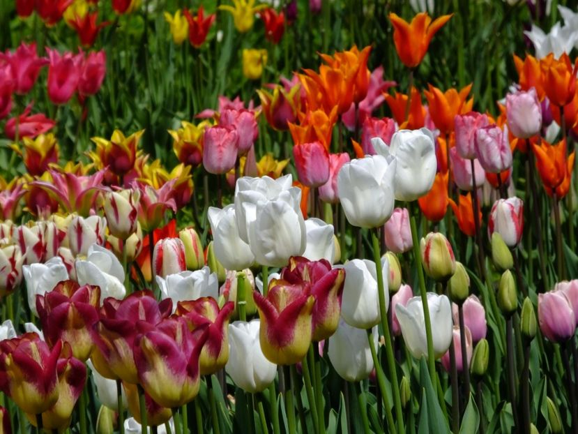  - 2017_04_Aprilie II