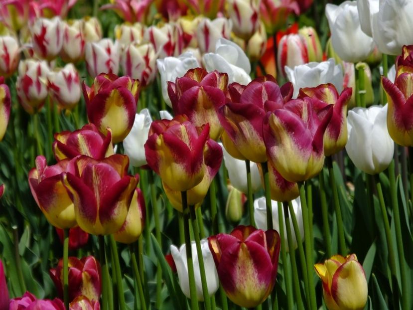  - 2017_04_Aprilie II