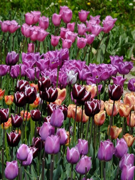  - 2017_04_Aprilie II