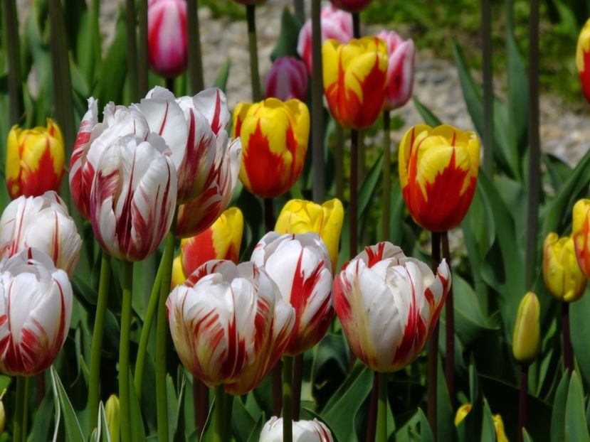  - 2017_04_Aprilie II