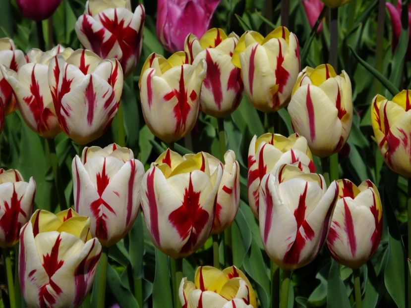  - 2017_04_Aprilie II