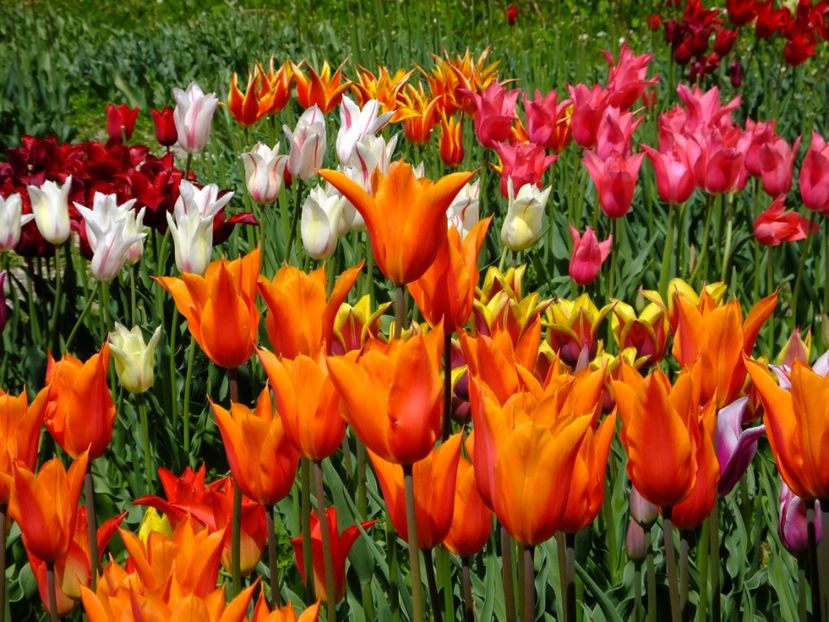  - 2017_04_Aprilie II