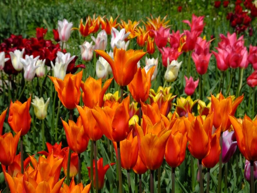  - 2017_04_Aprilie II