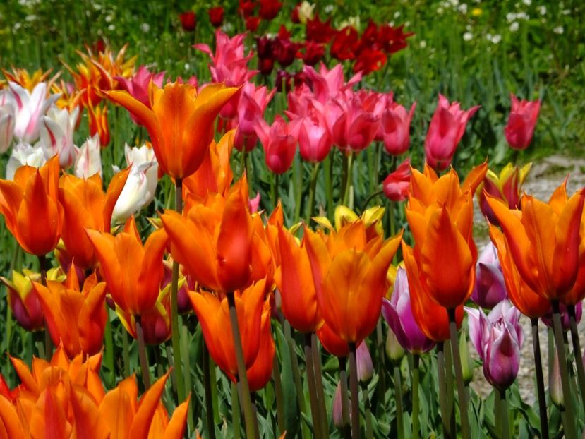  - 2017_04_Aprilie II