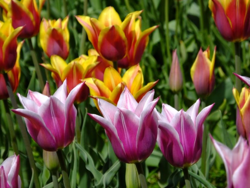  - 2017_04_Aprilie II