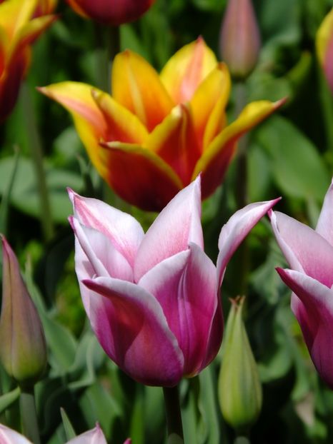  - 2017_04_Aprilie II