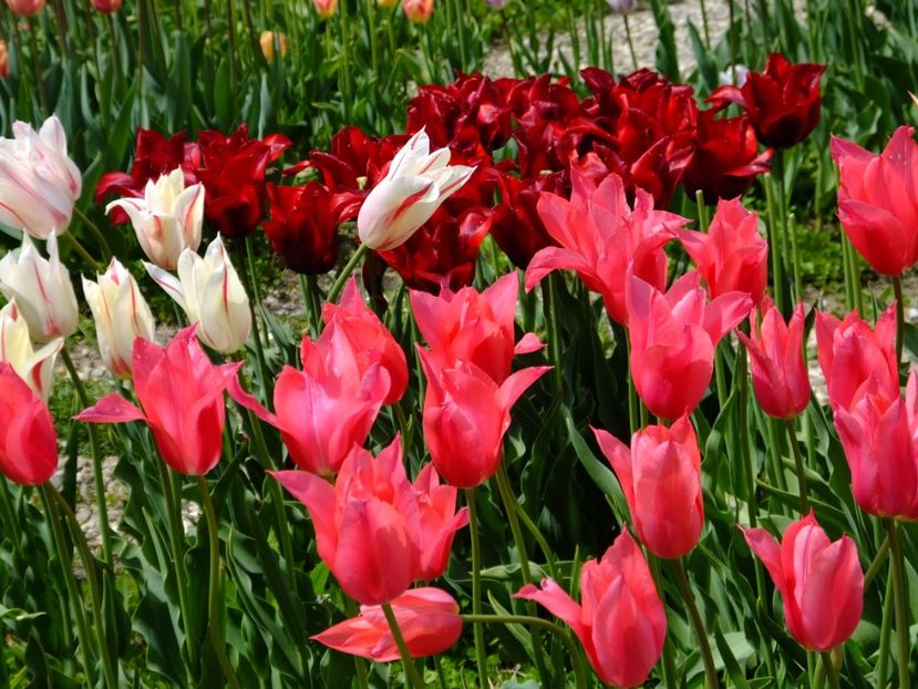  - 2017_04_Aprilie II