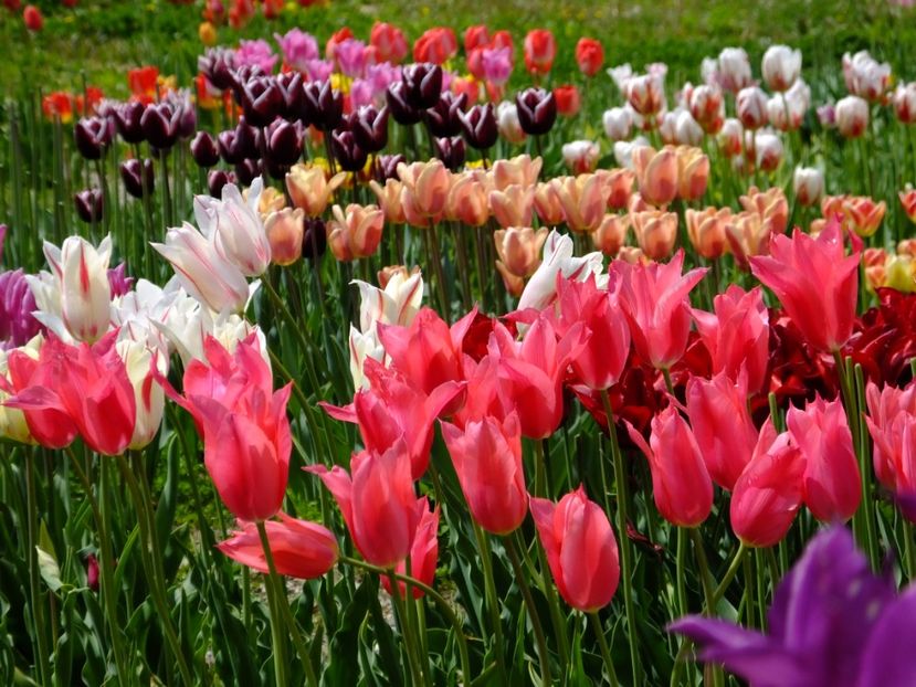  - 2017_04_Aprilie II