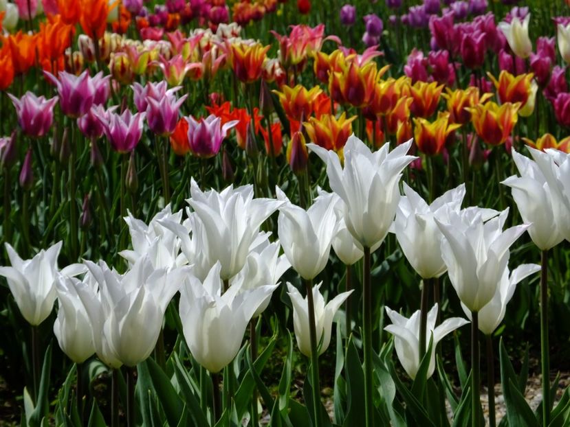  - 2017_04_Aprilie II