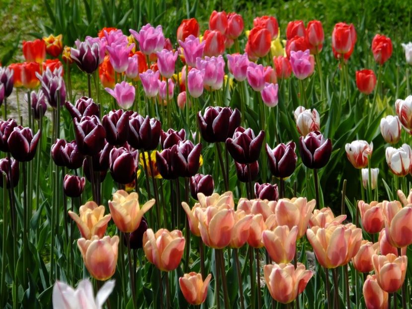  - 2017_04_Aprilie II