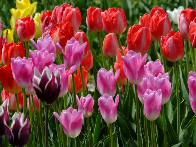  - 2017_04_Aprilie II