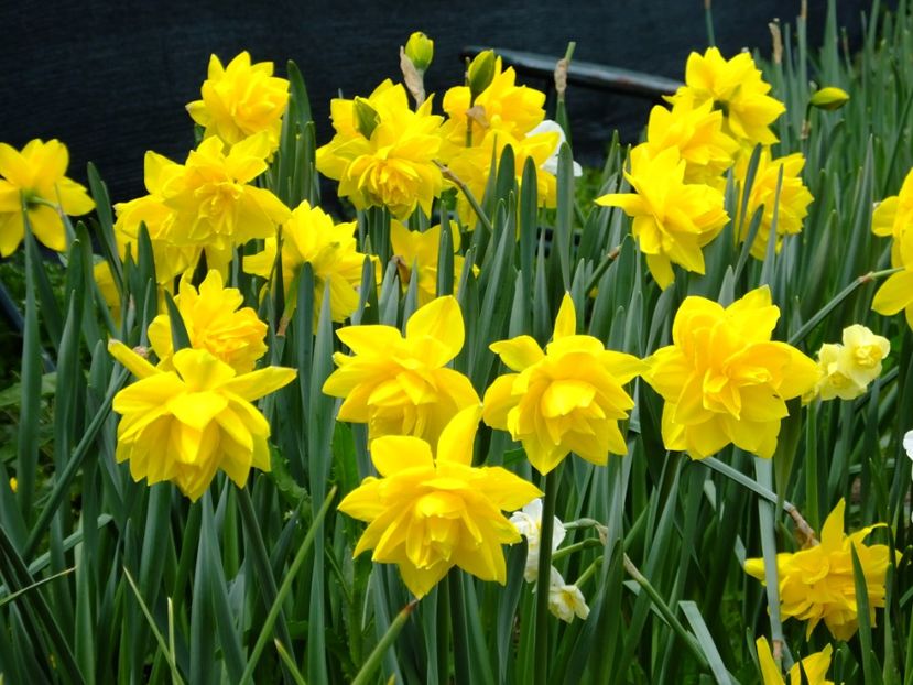  - 2017_04_Aprilie II