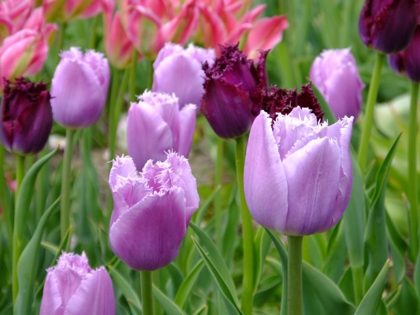  - 2017_04_Aprilie II