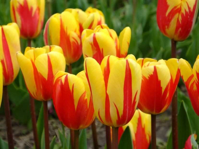  - 2017_04_Aprilie II