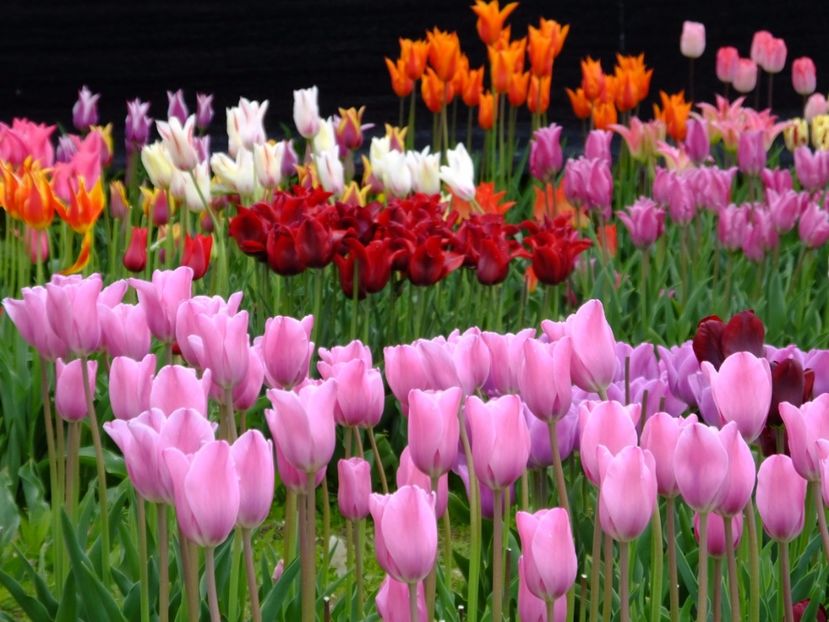  - 2017_04_Aprilie II