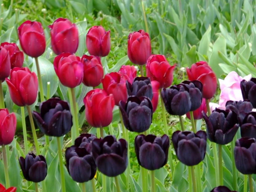  - 2017_04_Aprilie II