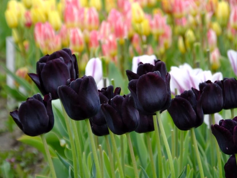  - 2017_04_Aprilie II