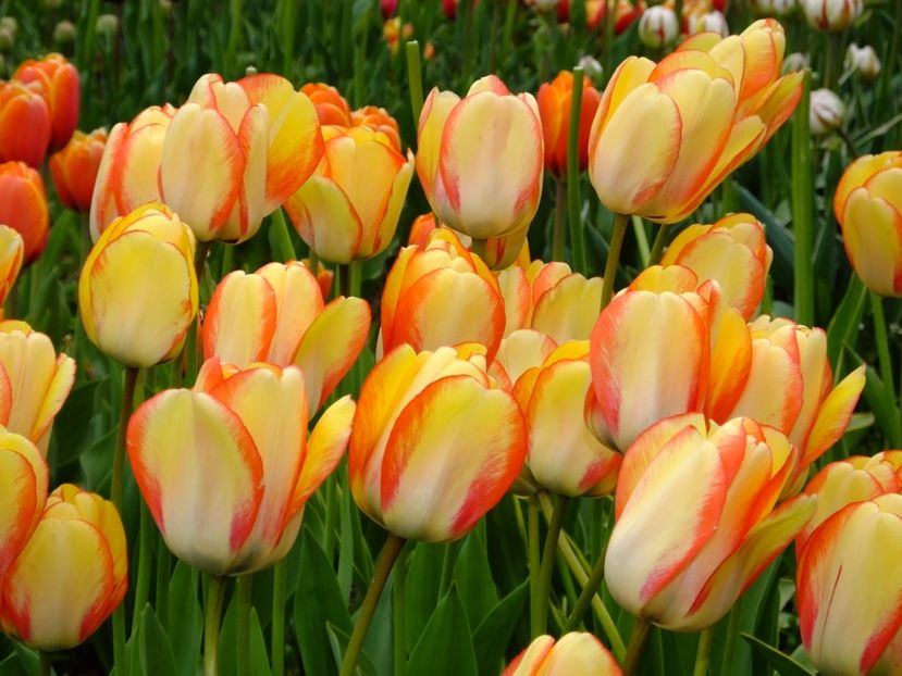  - 2017_04_Aprilie II