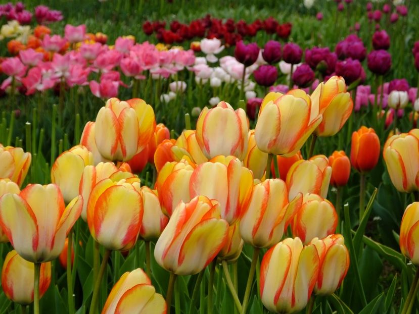  - 2017_04_Aprilie II