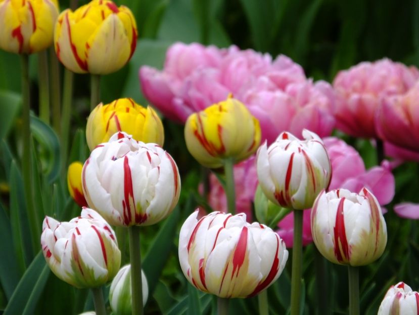  - 2017_04_Aprilie II