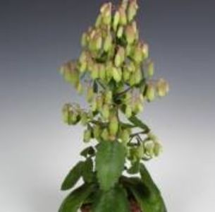 magic bell 80cm - superbele kalanchoe gasite