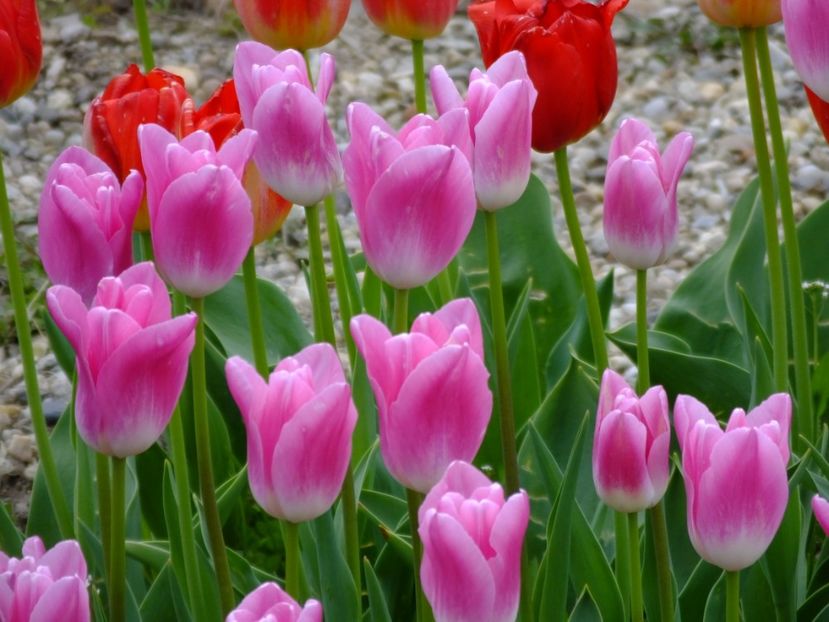  - 2017_04_Aprilie II