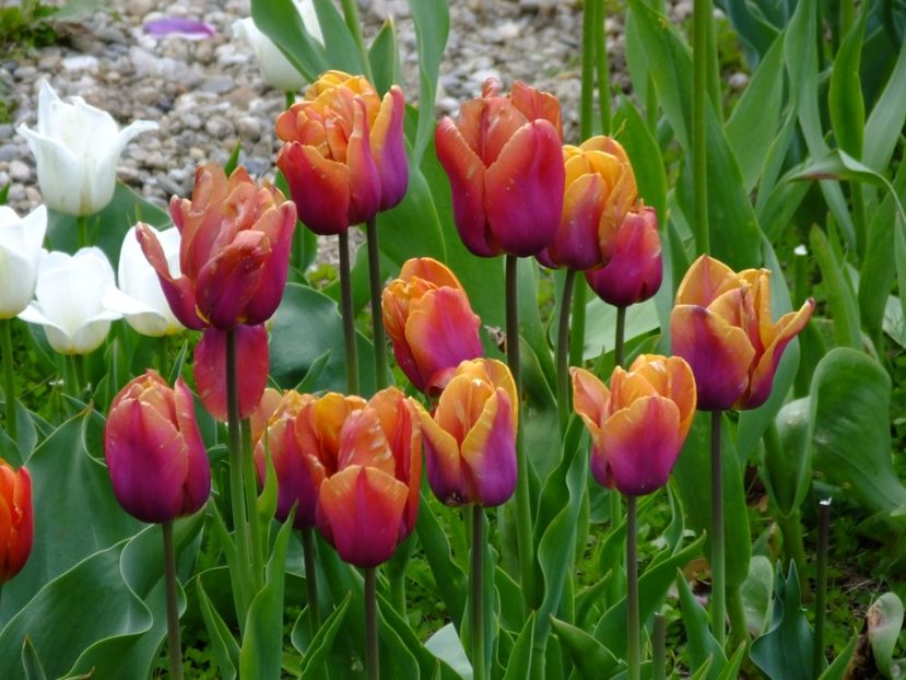  - 2017_04_Aprilie II