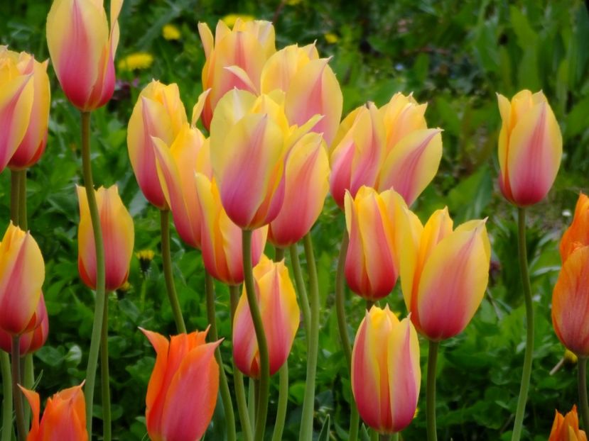  - 2017_04_Aprilie II