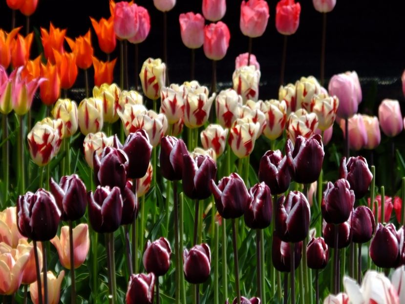  - 2017_04_Aprilie II