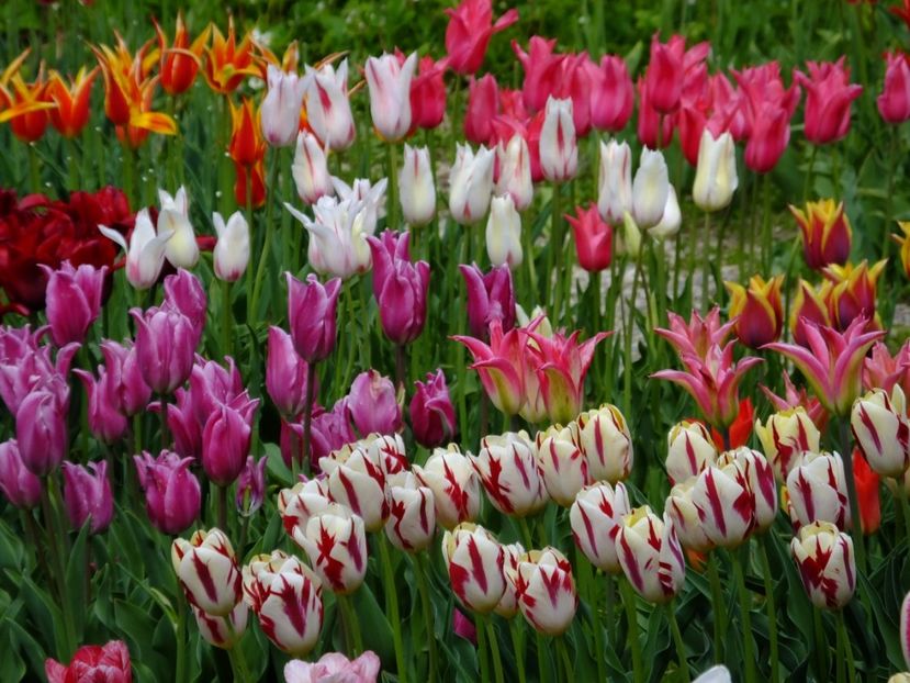  - 2017_04_Aprilie II