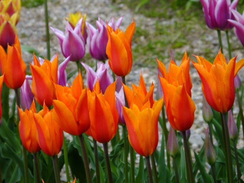  - 2017_04_Aprilie II