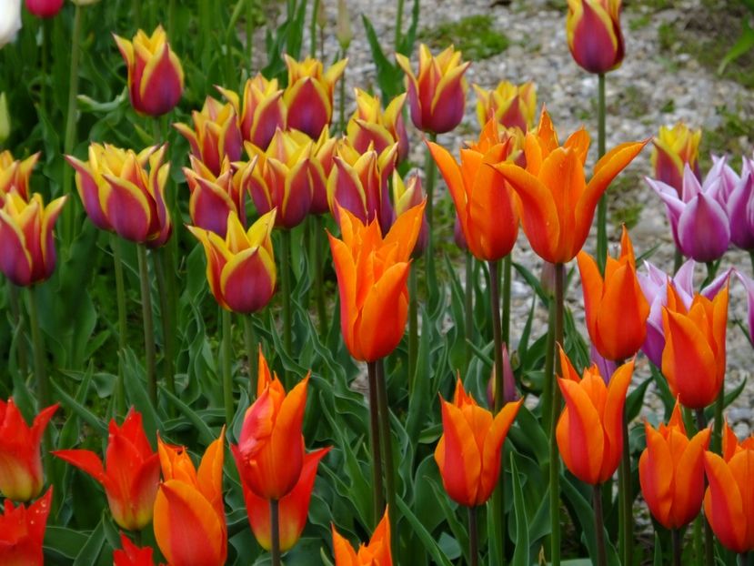  - 2017_04_Aprilie II