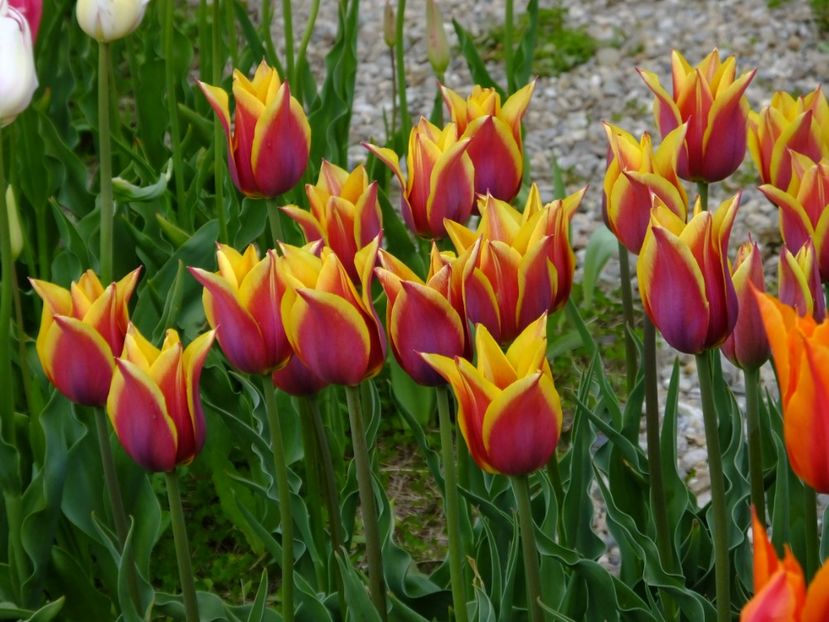  - 2017_04_Aprilie II