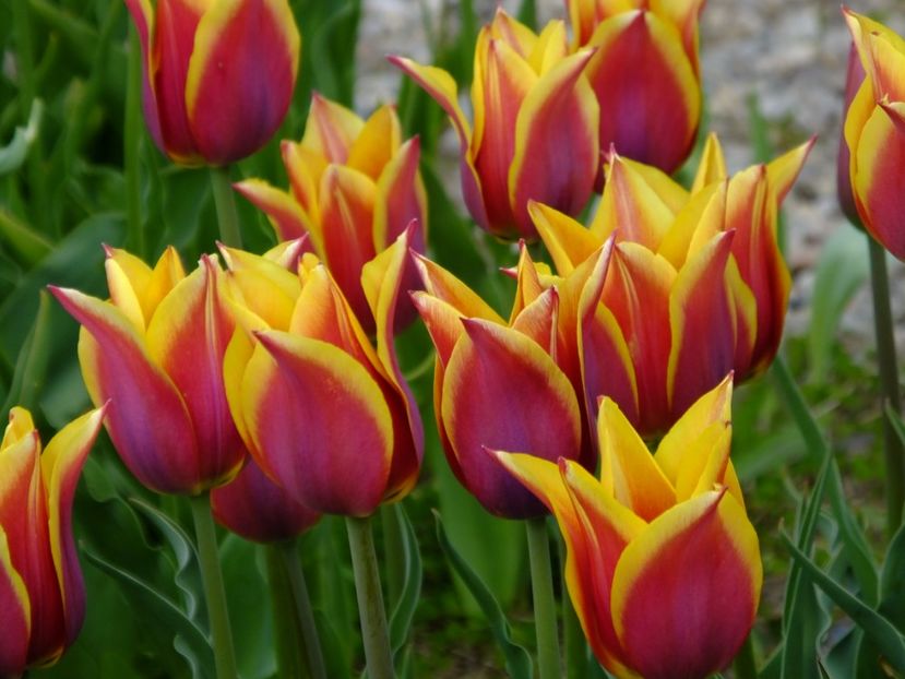  - 2017_04_Aprilie II