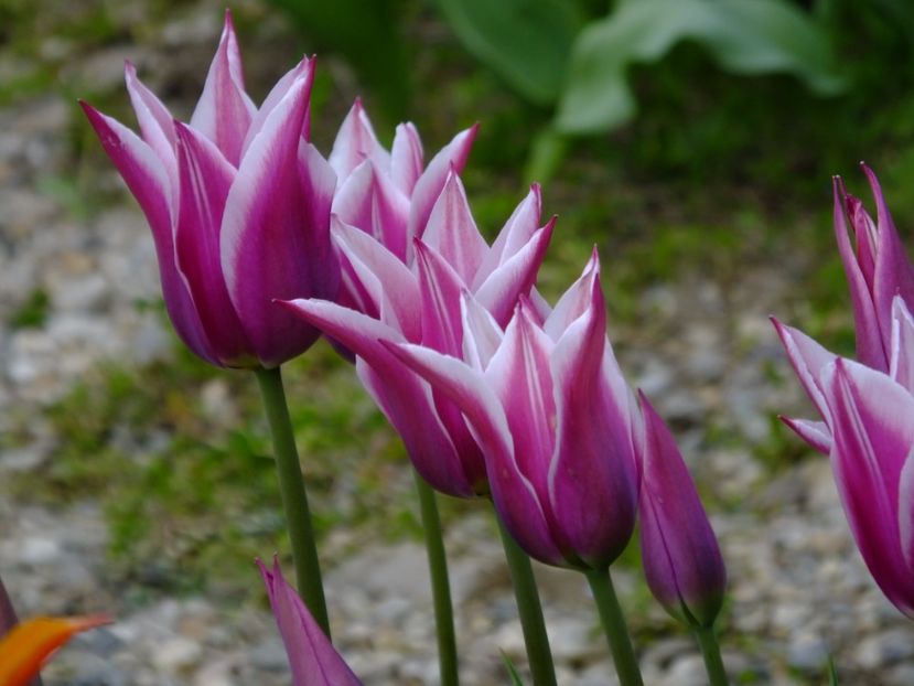  - 2017_04_Aprilie II