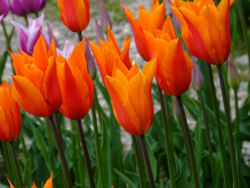  - 2017_04_Aprilie II