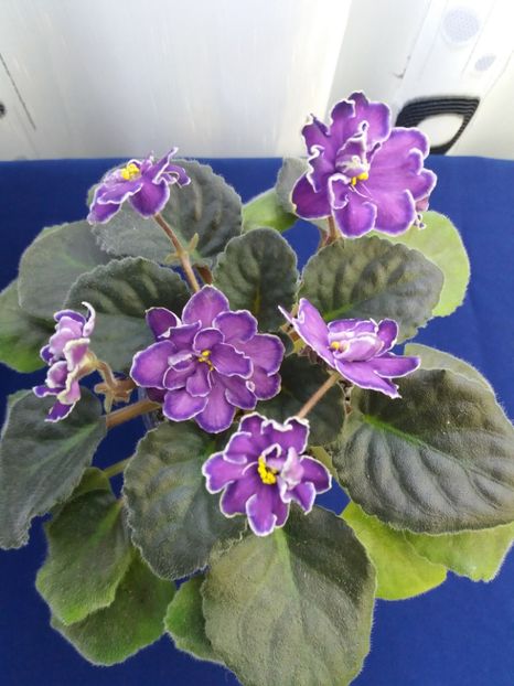 2 dec - ZZ King s Treasure