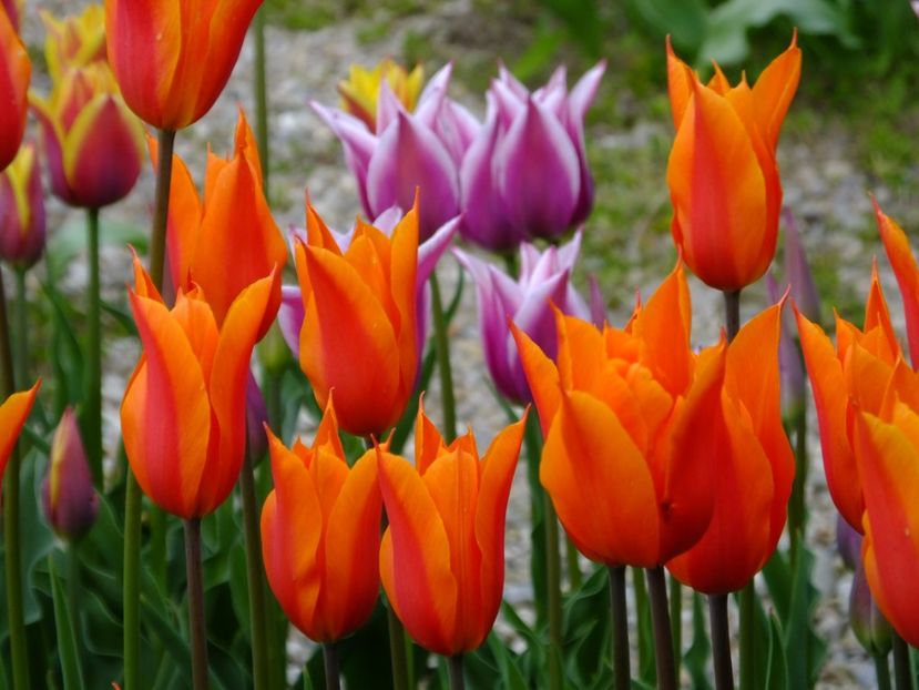  - 2017_04_Aprilie II