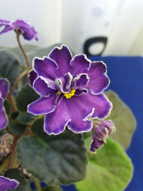 2 dec - ZZ King s Treasure