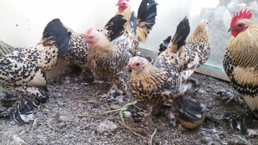 IMG-20171126-WA0046 - Mii de flori lemon