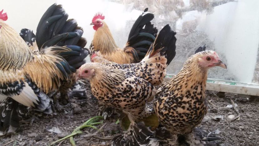 IMG-20171126-WA0067 - Mii de flori lemon