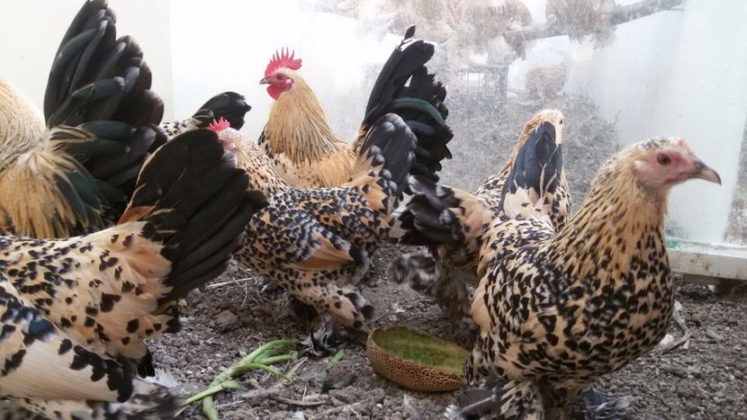 IMG-20171126-WA0066 - Mii de flori lemon