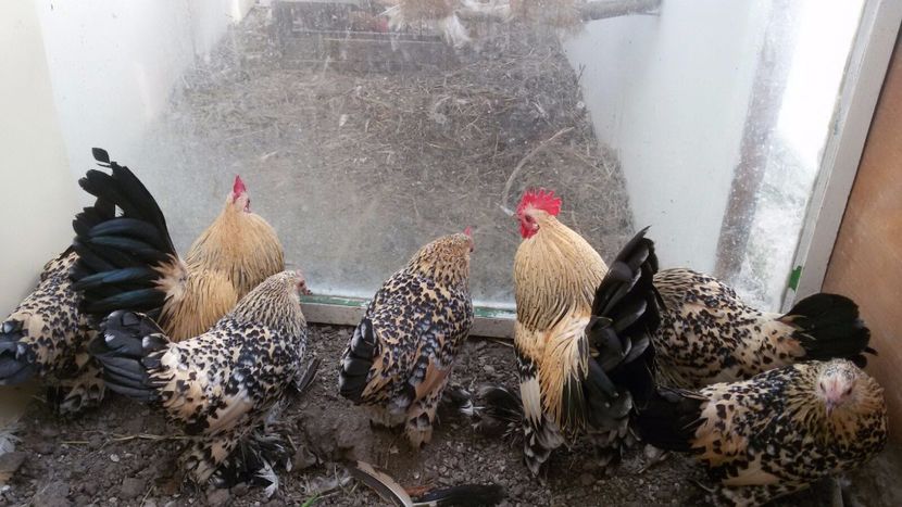 IMG-20171126-WA0058 - Mii de flori lemon