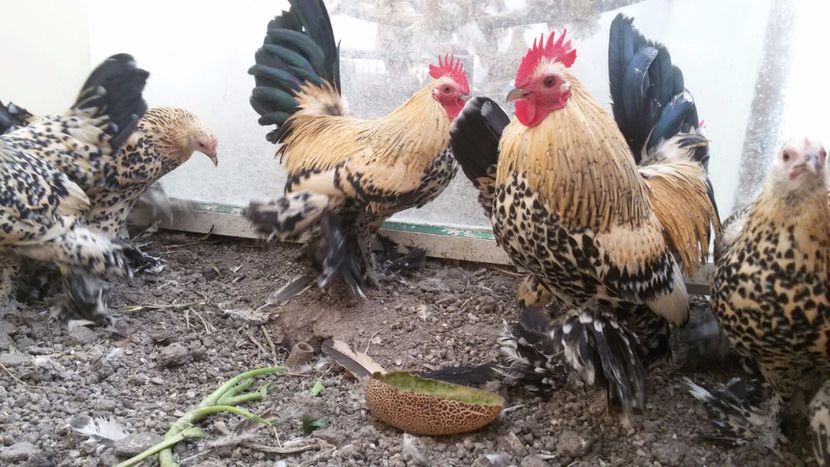 IMG-20171126-WA0068 - Mii de flori lemon