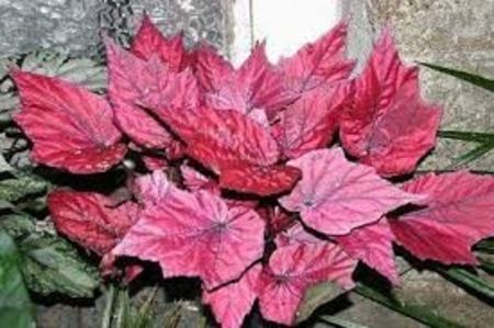 begonia inca fire- poza net - SPECIA Begonia Rex